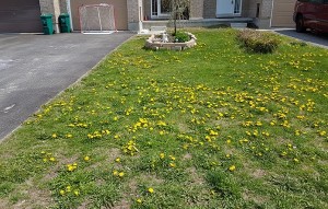 Crappy Lawn