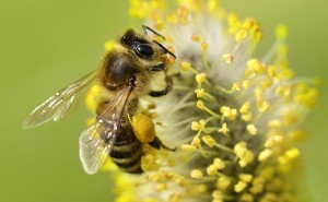 Bees Matter Honey Bee