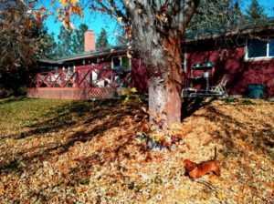 Fall Leaves Stihl